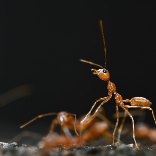 Fourmis rouges observées en gros plan