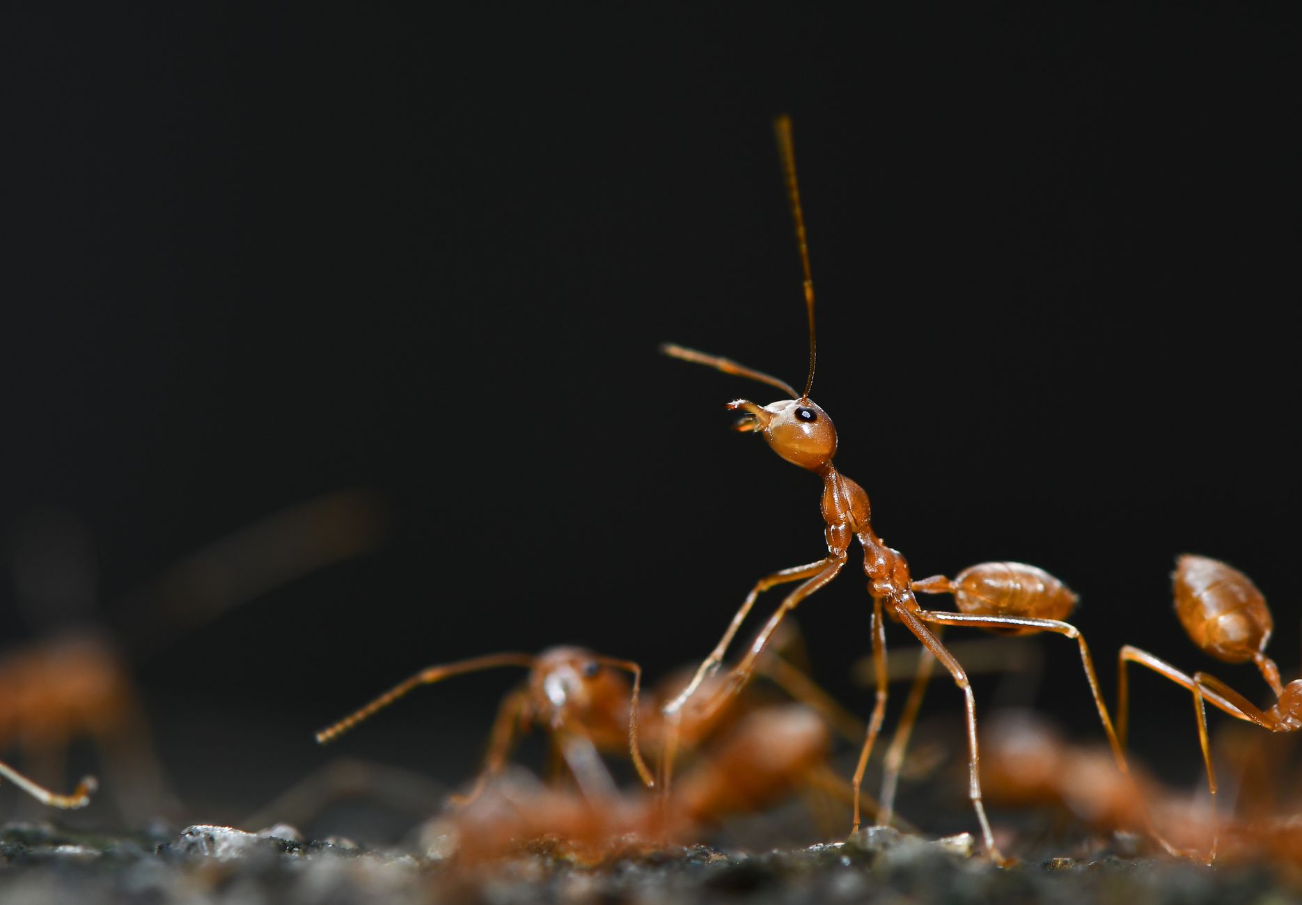 Fourmis rouges observées en gros plan