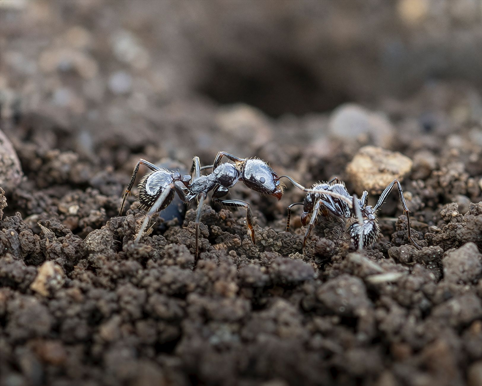 Fourmis actives sur un sol extérieur