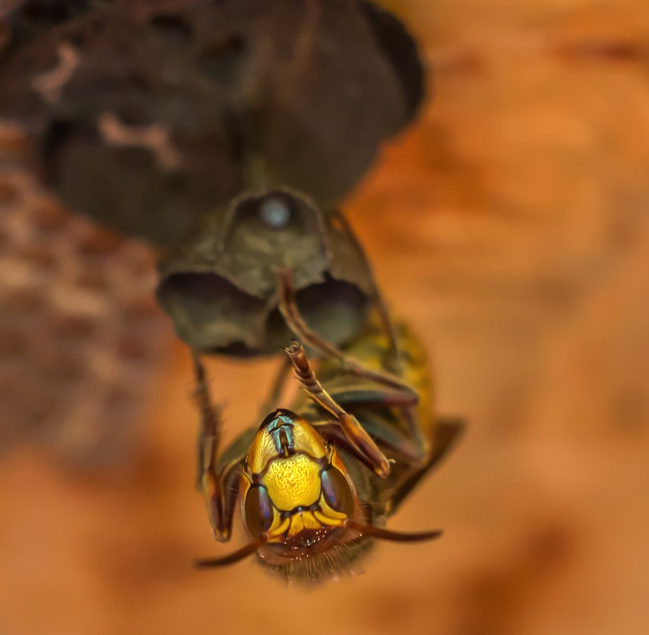 Frelon actif près de son nid