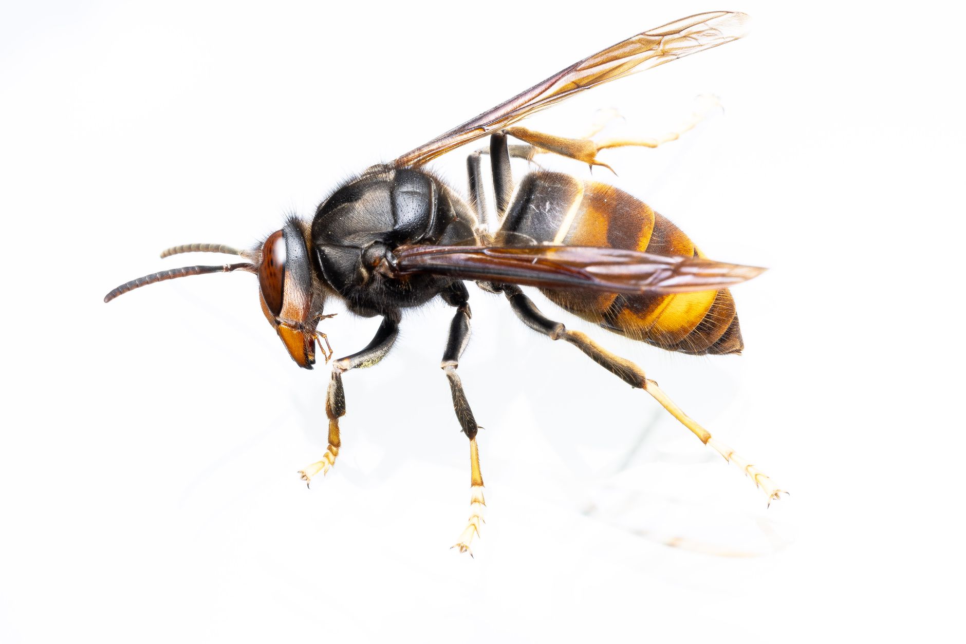 Frelon asiatique en gros plan