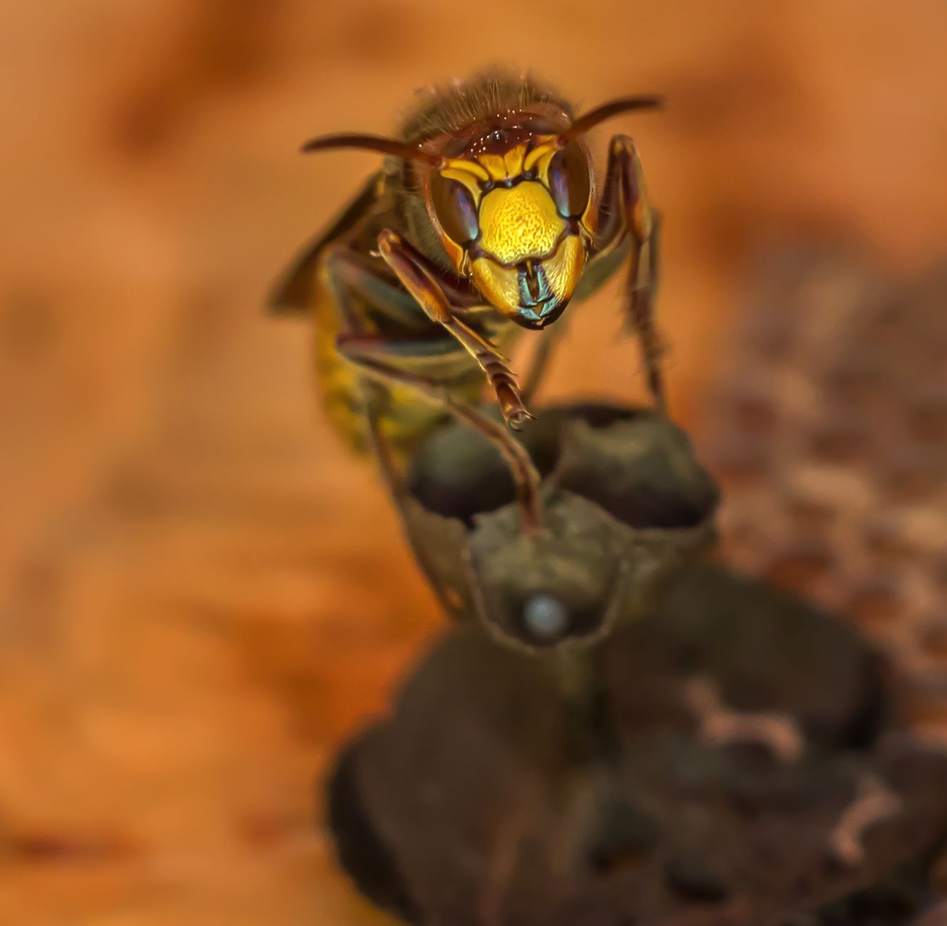 Frelon posé sur une plante au jardin