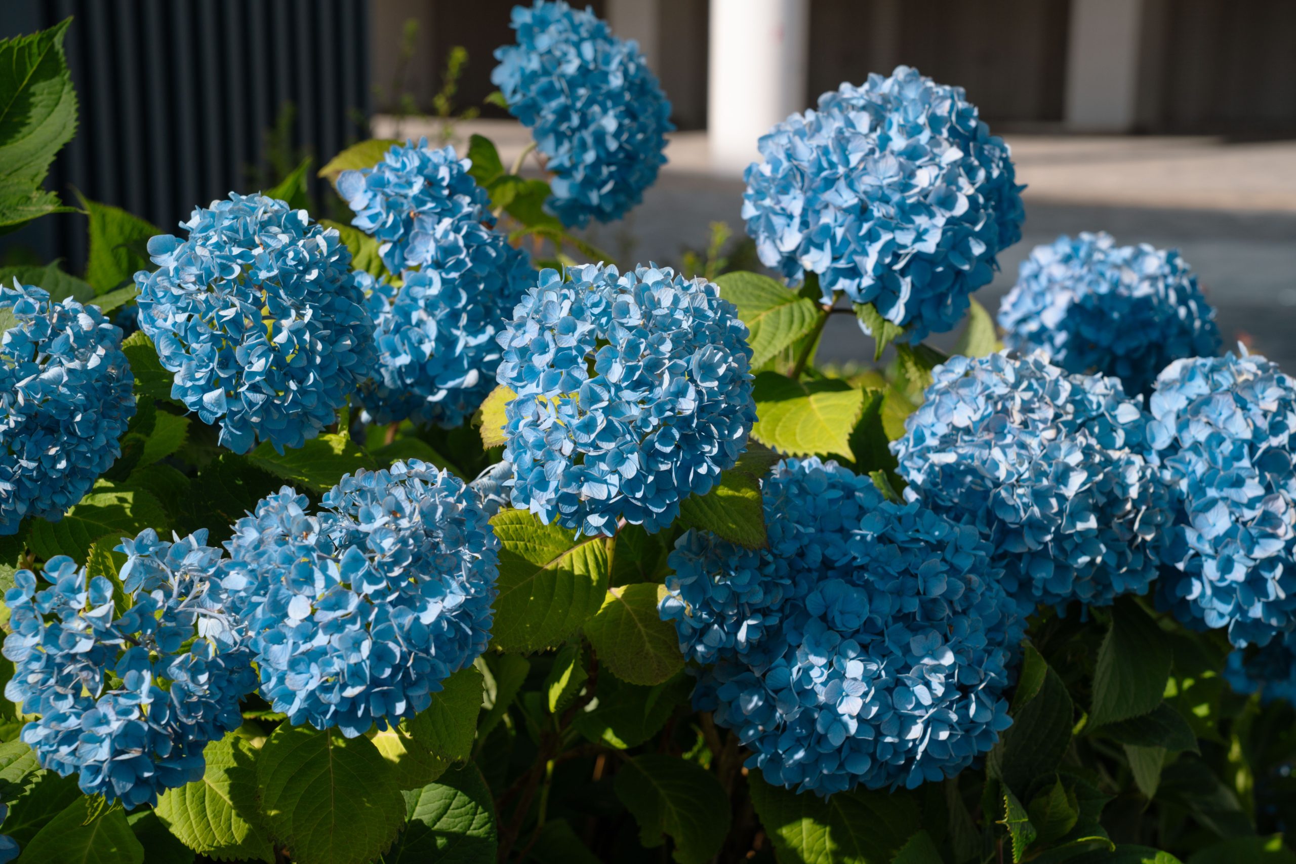 Hortensias bleus dans un jardin ensoleillé