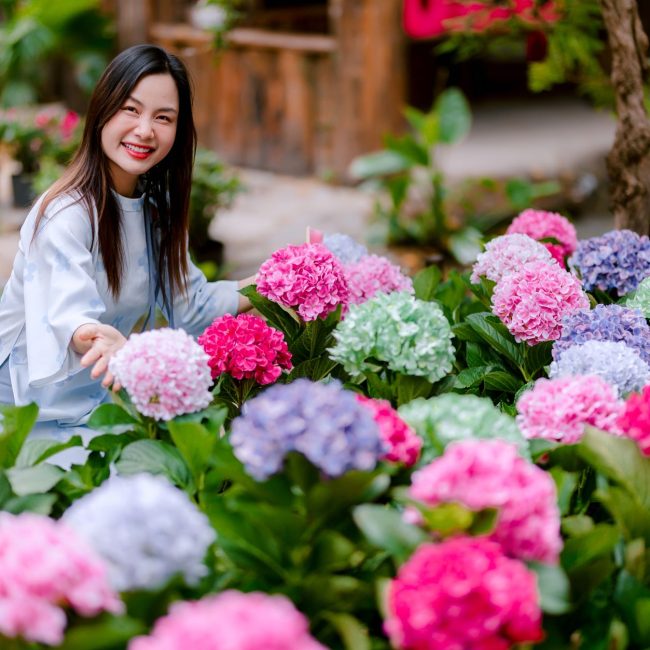 Jardin fleuri d'hortensias au printemps
