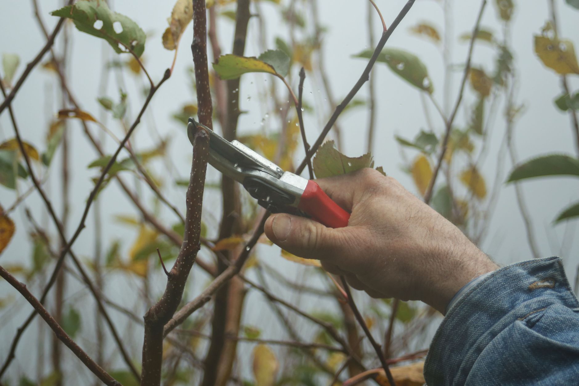 Main de jardinier coupant une branche au sécateur