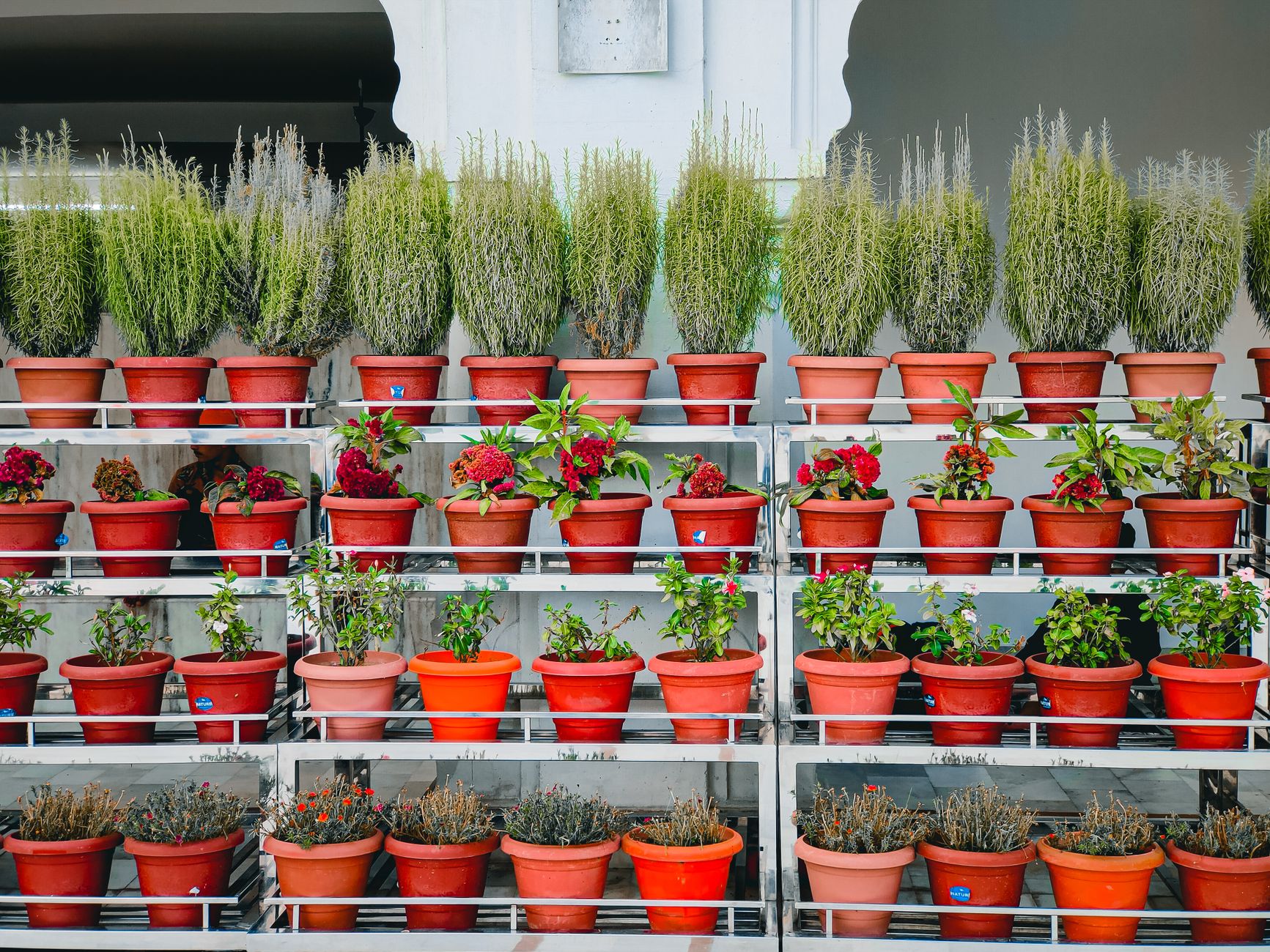 Assortiment de pots colorés sur étagères de jardin