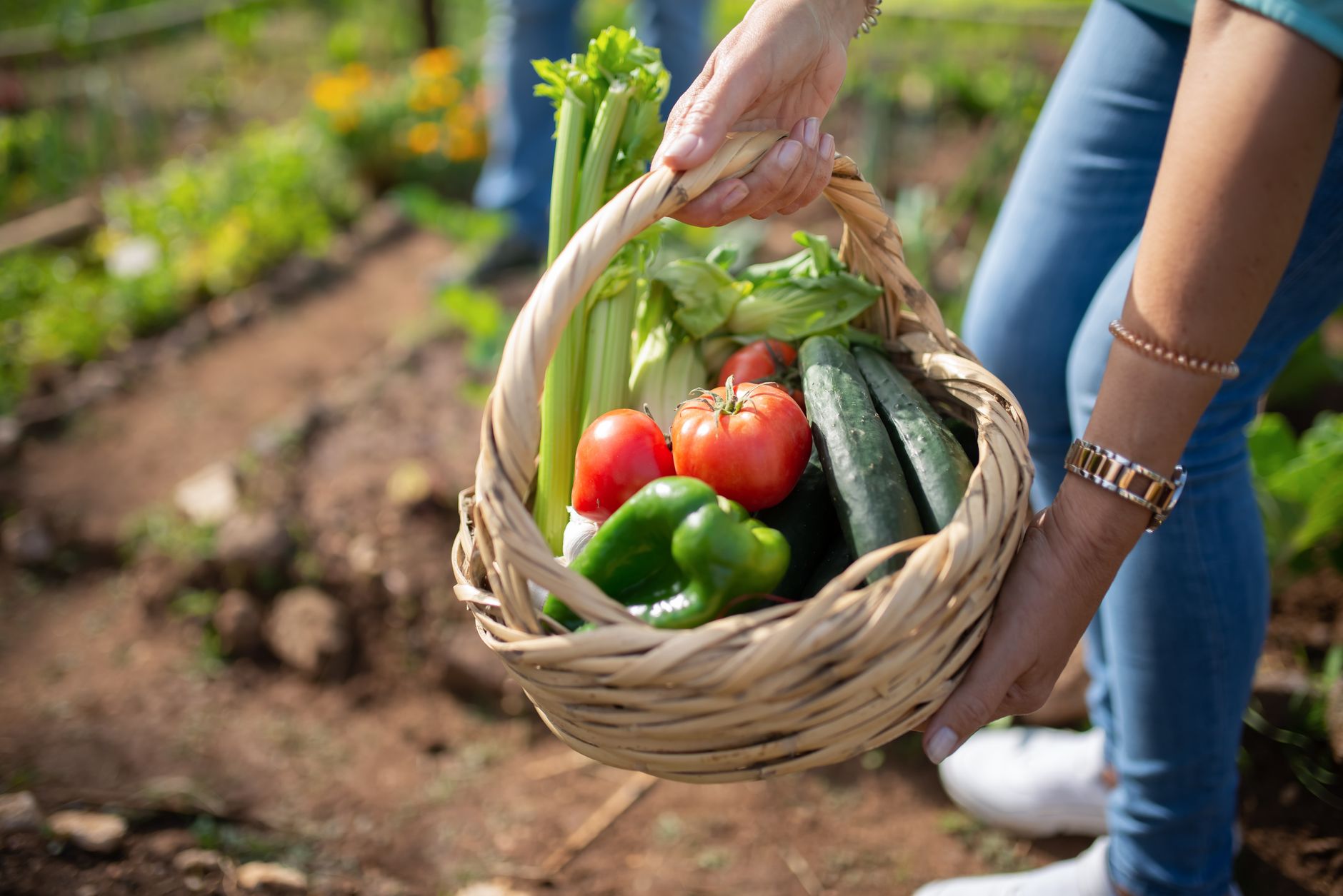 Panier de légumes récoltés au jardin
