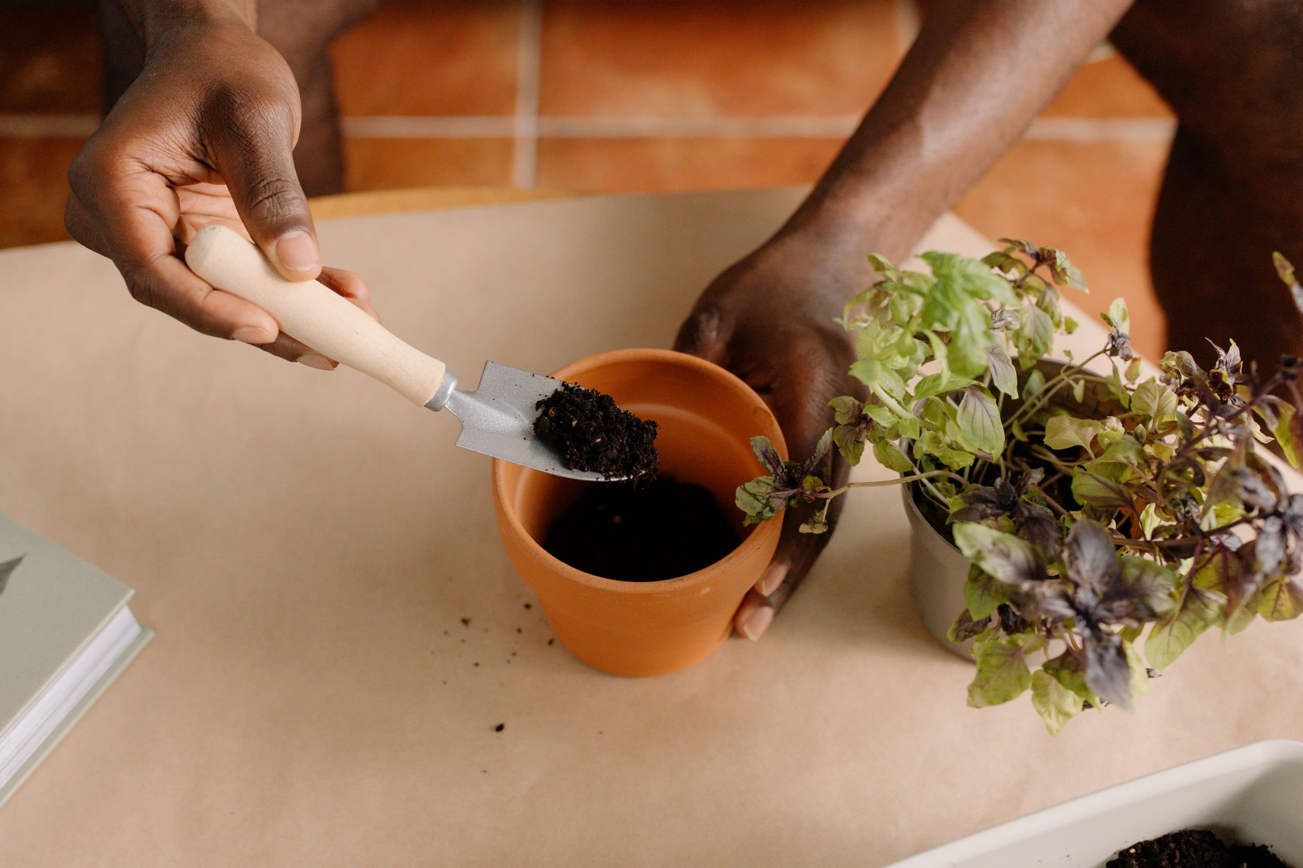 Plantation d’un jeune plant aromatique dans un pot rempli de terreau