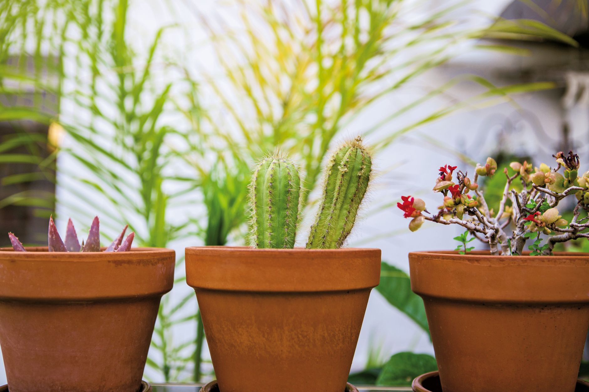 Pots en terre cuite avec plantes grasses en extérieur