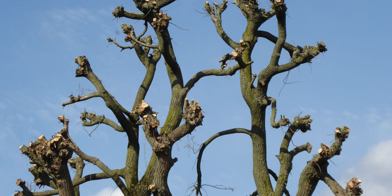 Branches d'arbre taillées se détachant sur un ciel bleu