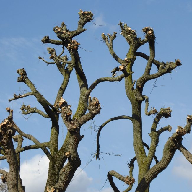 Branches d'arbre taillées se détachant sur un ciel bleu