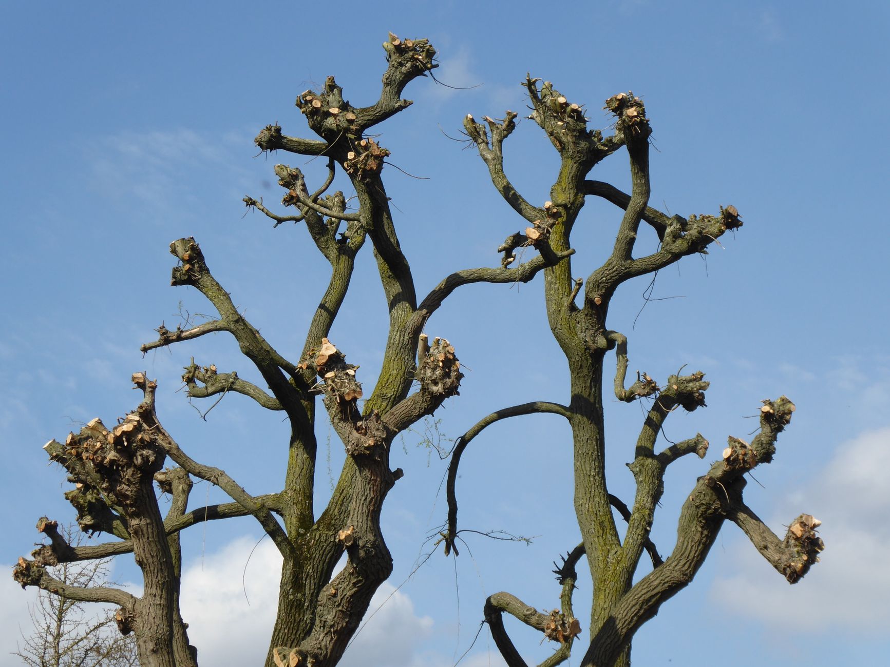 Branches d'arbre taillées se détachant sur un ciel bleu