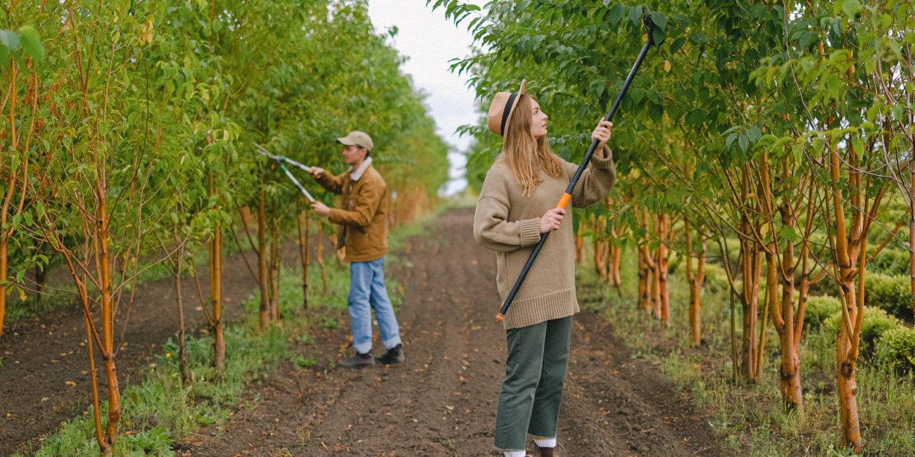 Ouvriers taillant des branches au sécateur perché