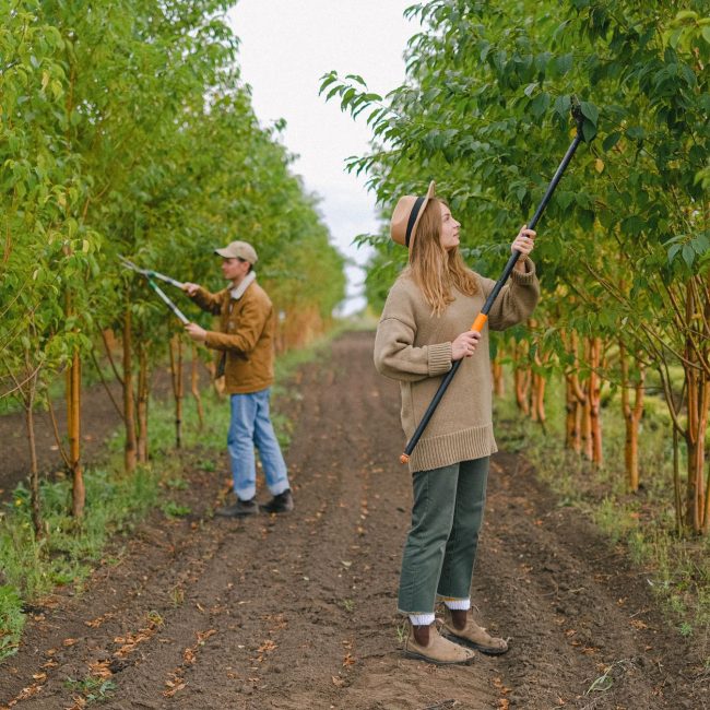 Ouvriers taillant des branches au sécateur perché