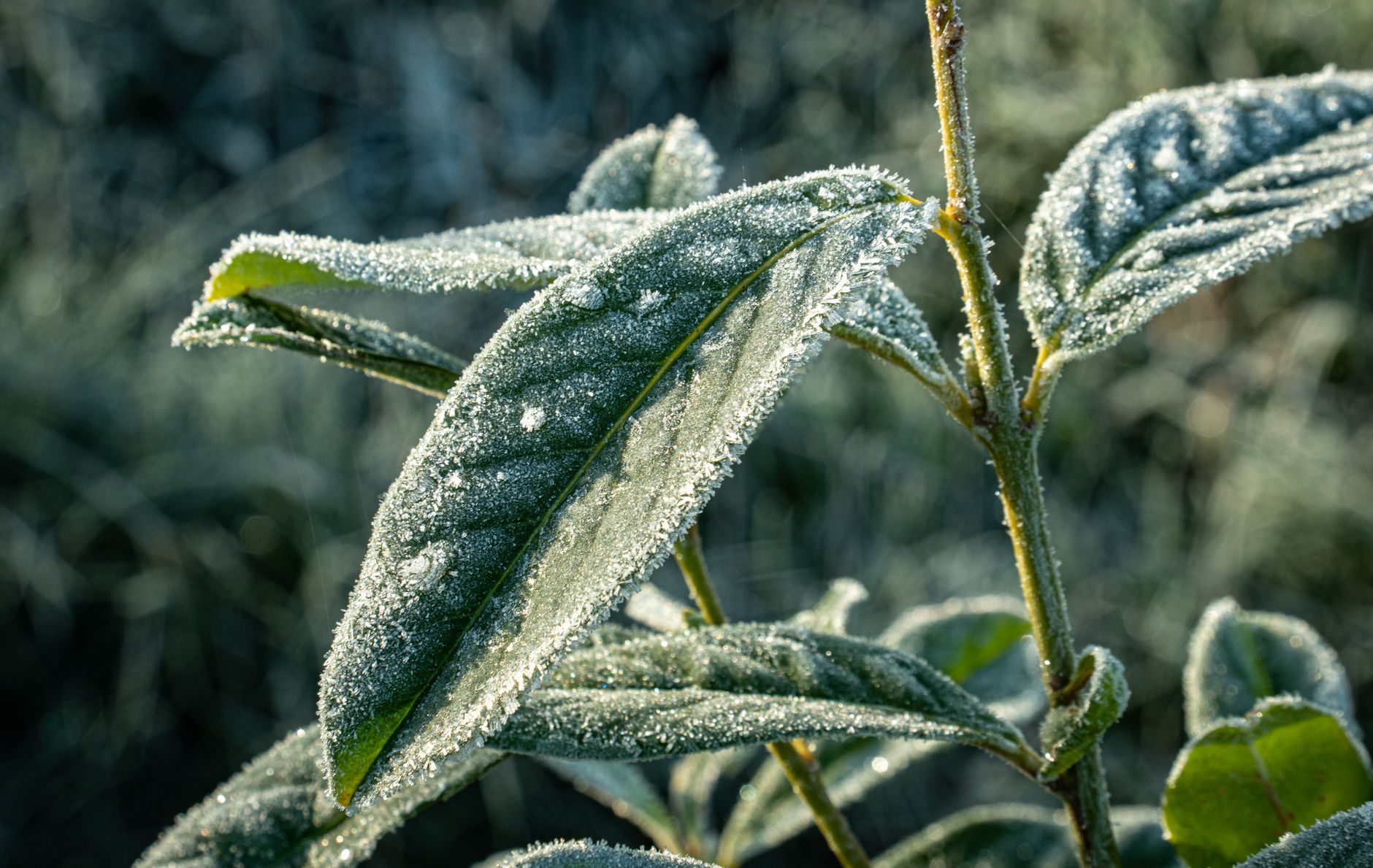 Feuillage encore givre lors des dernieres gelees du printemps