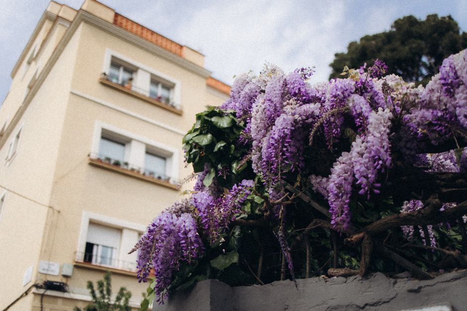 Glycine grimpante sur une façade ensoleillée