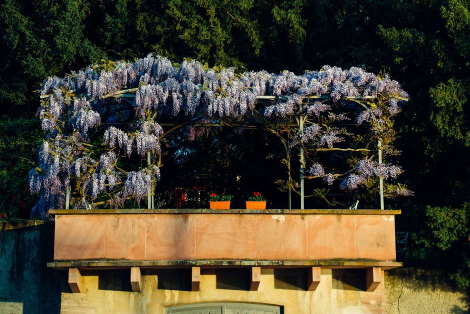 Glycine en fleur sur un balcon