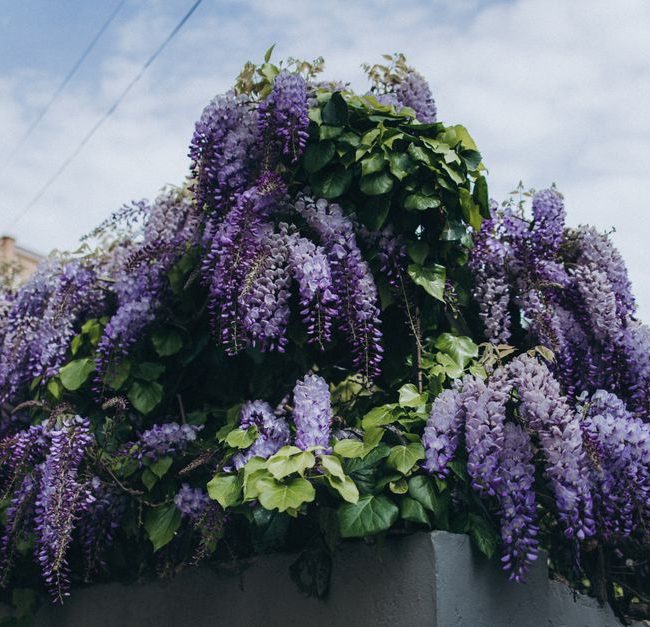 Glycine en fleurs contre un mur