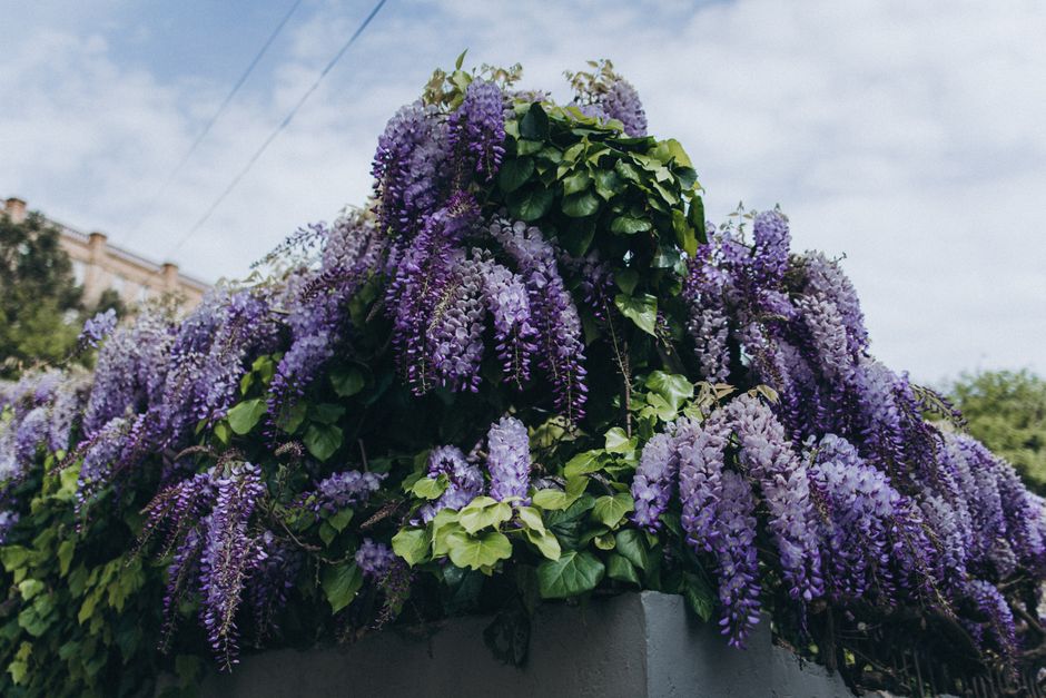 Glycine en fleurs contre un mur
