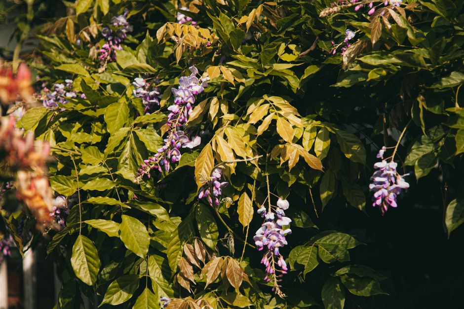 Grappes de glycine violette au printemps