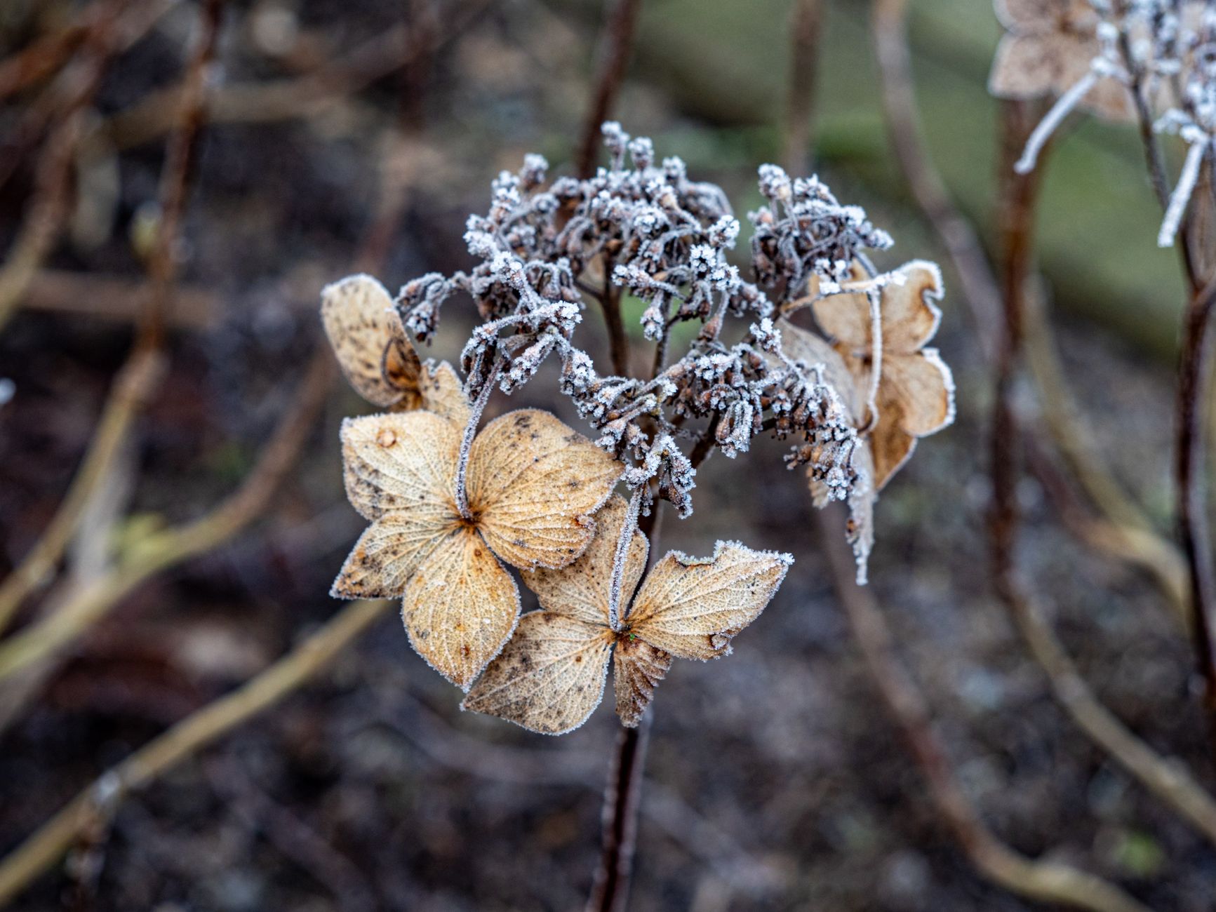 Hortensias secs encore pris par le givre en sortie d hiver