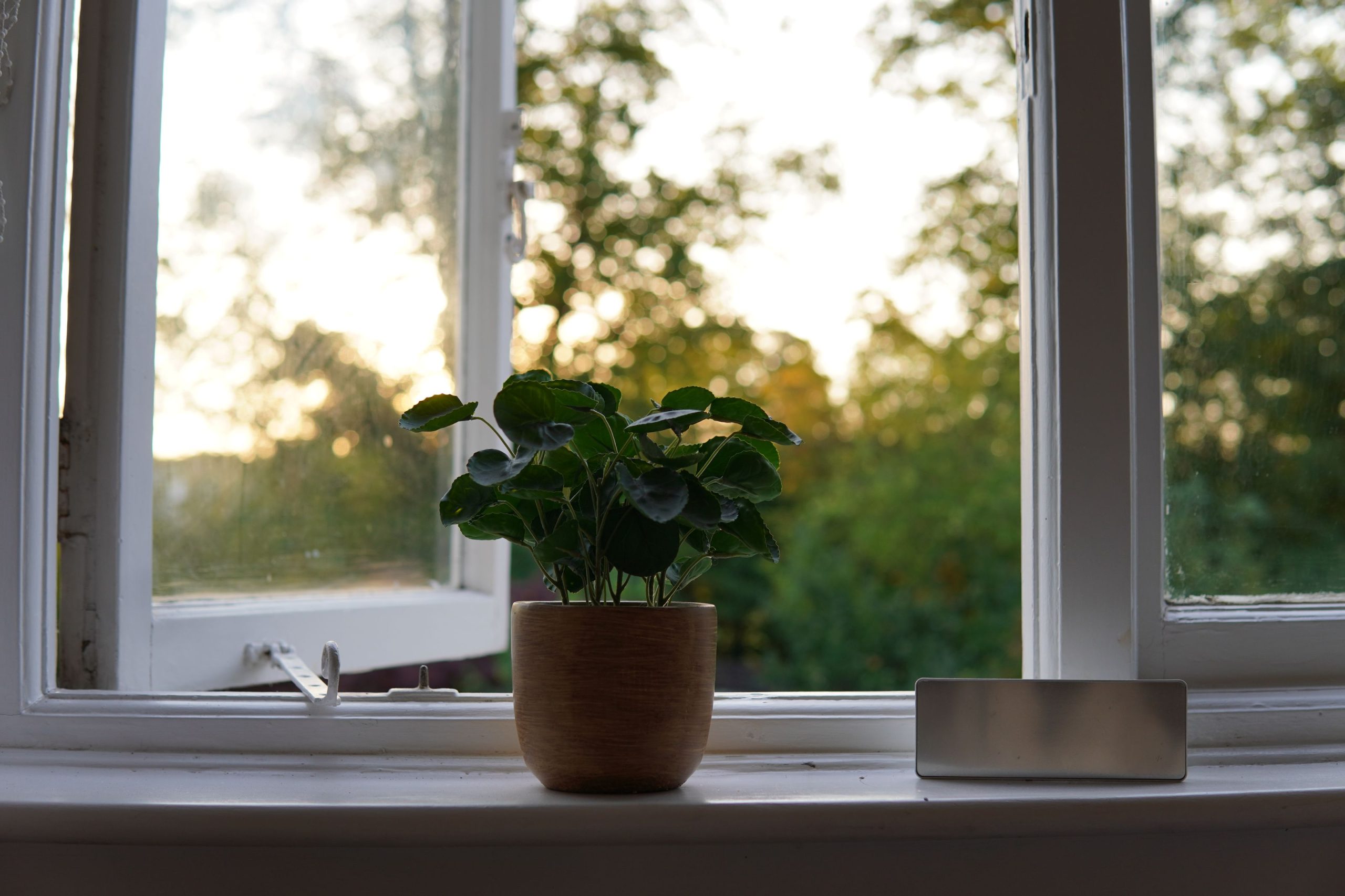 Plante verte sur le rebord d’une fenêtre au lever du jour
