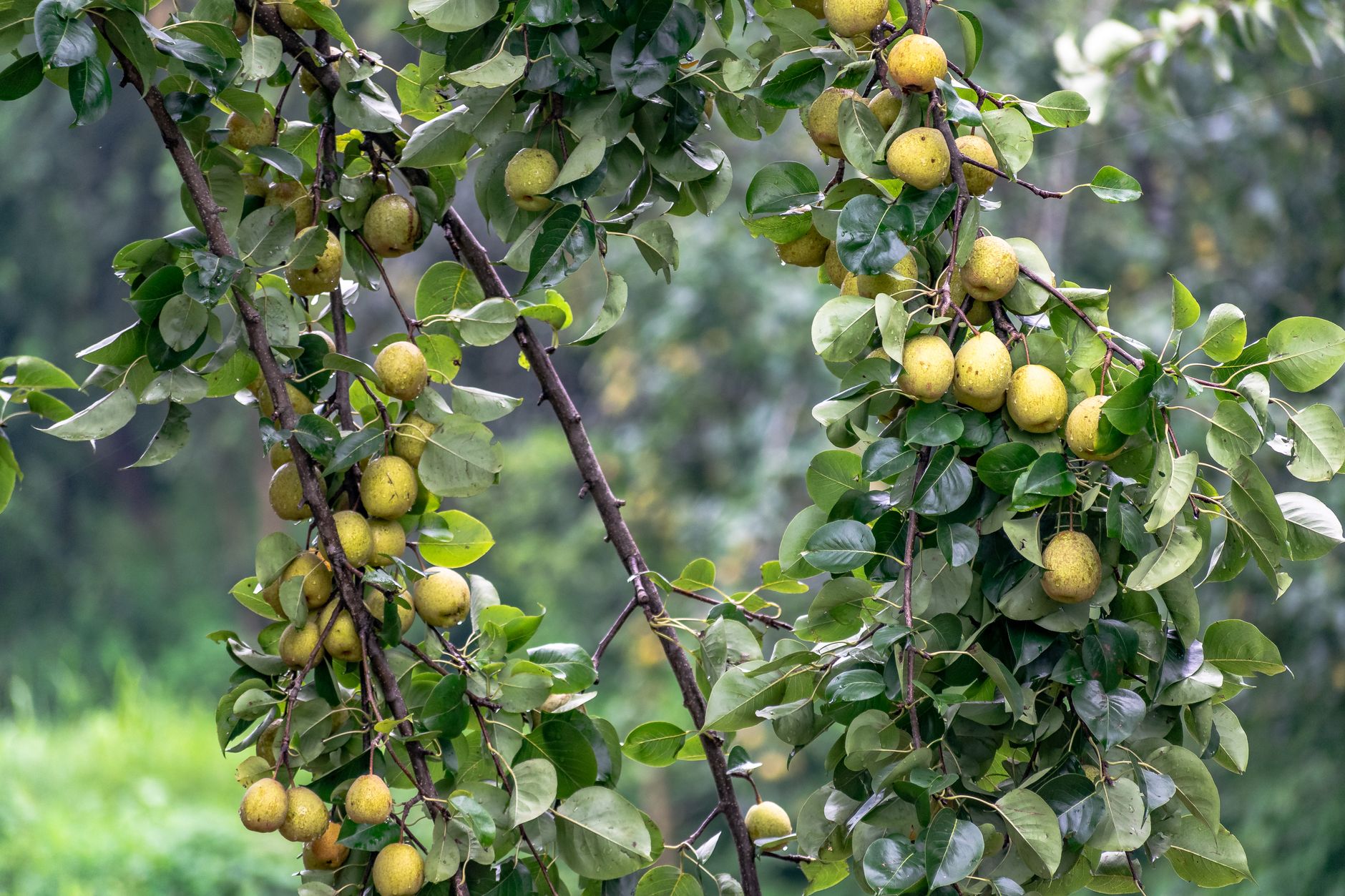 Branches de poirier chargées de fruits mûrs