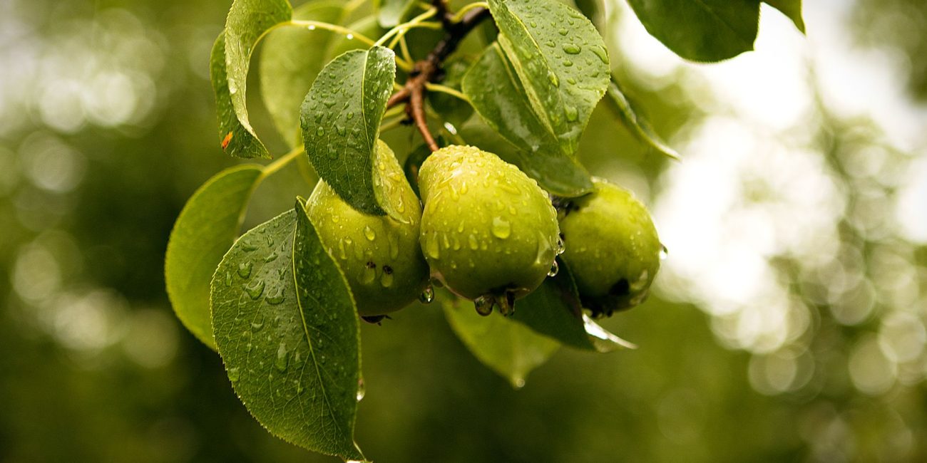 Poires couvertes de rosée sur une branche