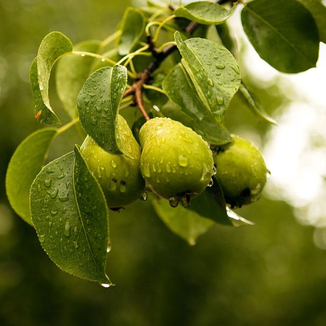 Poires couvertes de rosée sur une branche