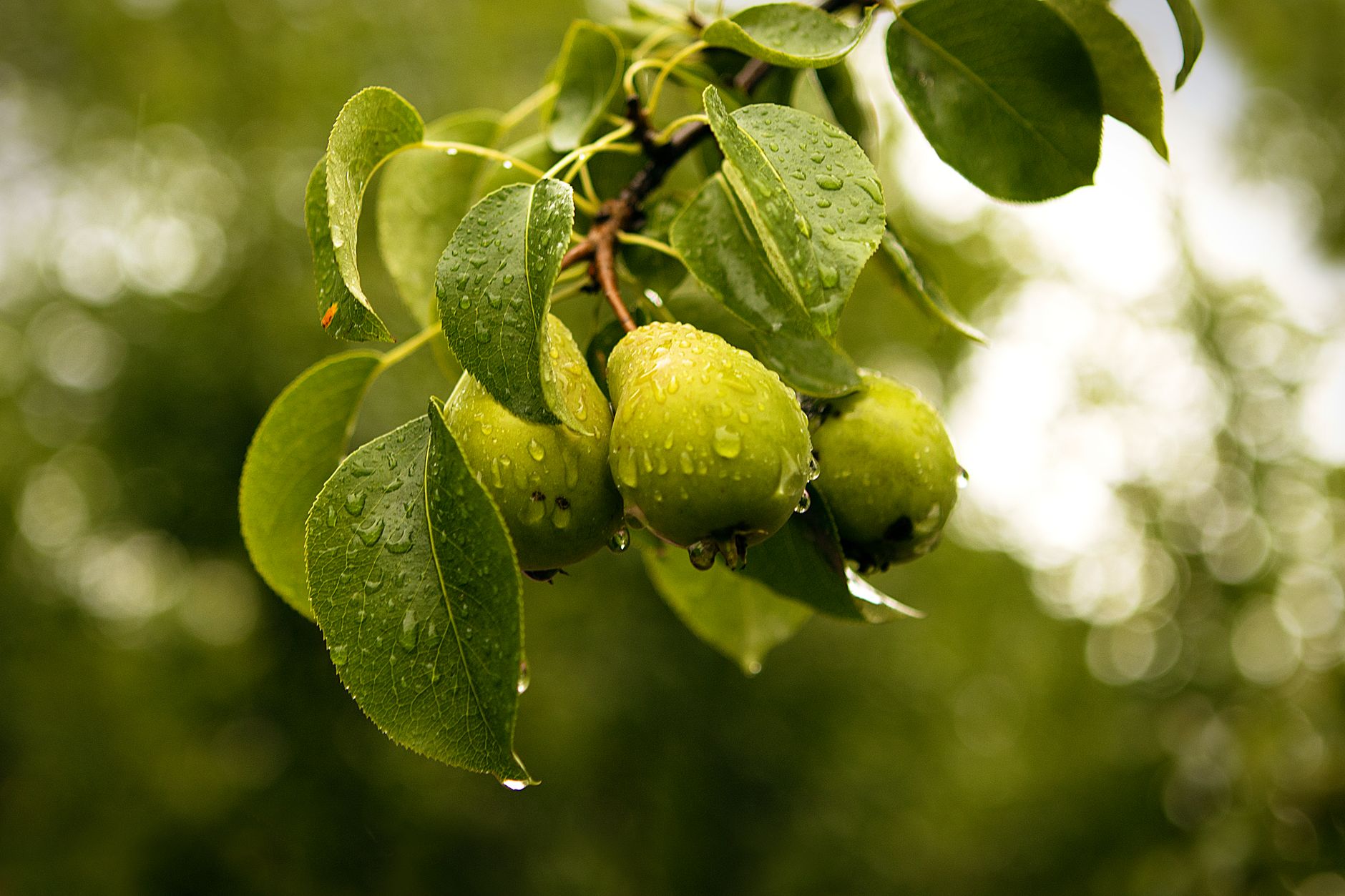 Poires couvertes de rosée sur une branche