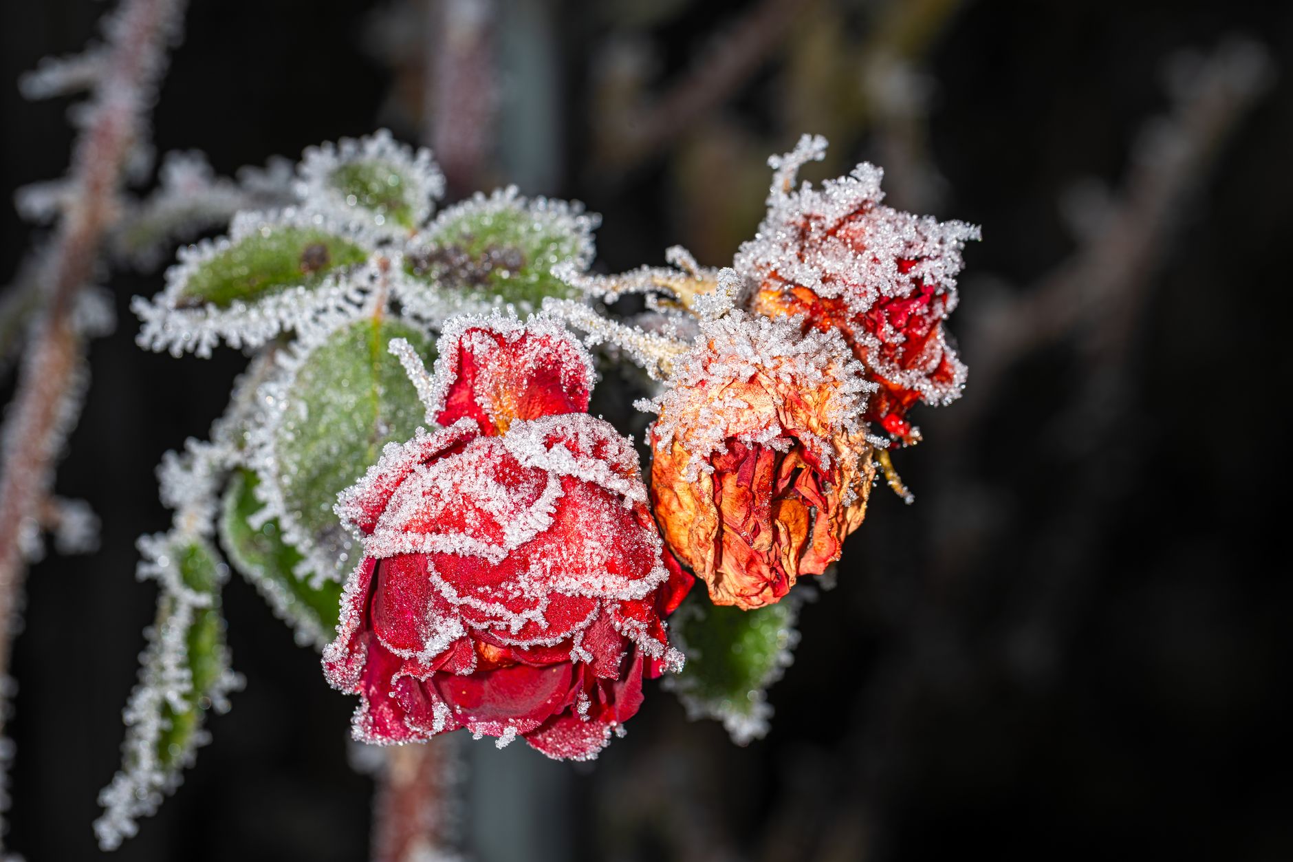 Rosier couvert de givre en toute fin d hiver