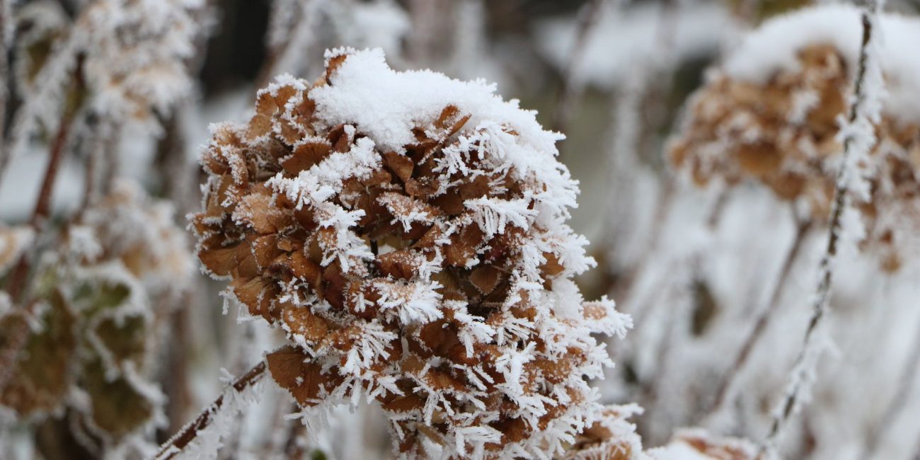 Plantes de jardin recouvertes d un voile blanc contre le gel