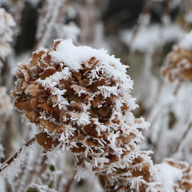 Plantes de jardin recouvertes d un voile blanc contre le gel