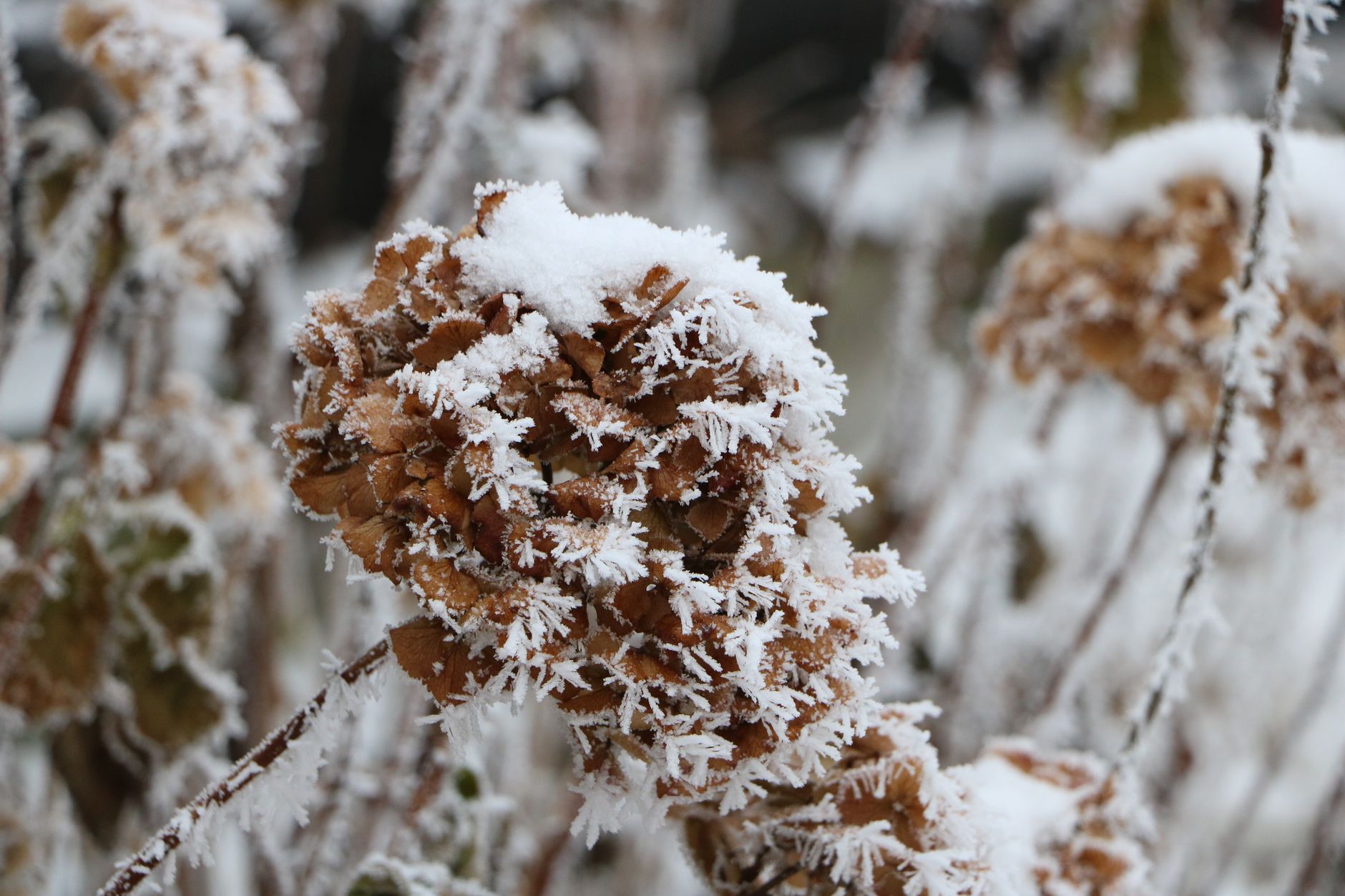 Plantes de jardin recouvertes d un voile blanc contre le gel