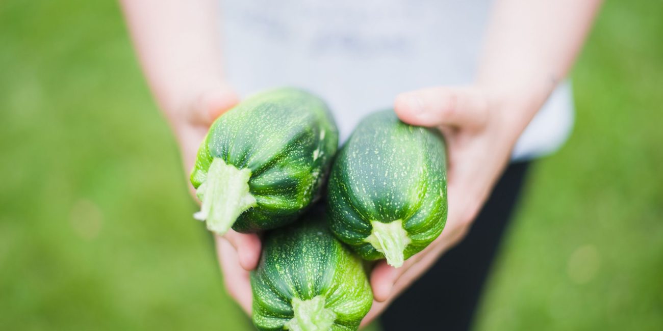 Mains tenant des courgettes fraîchement récoltées