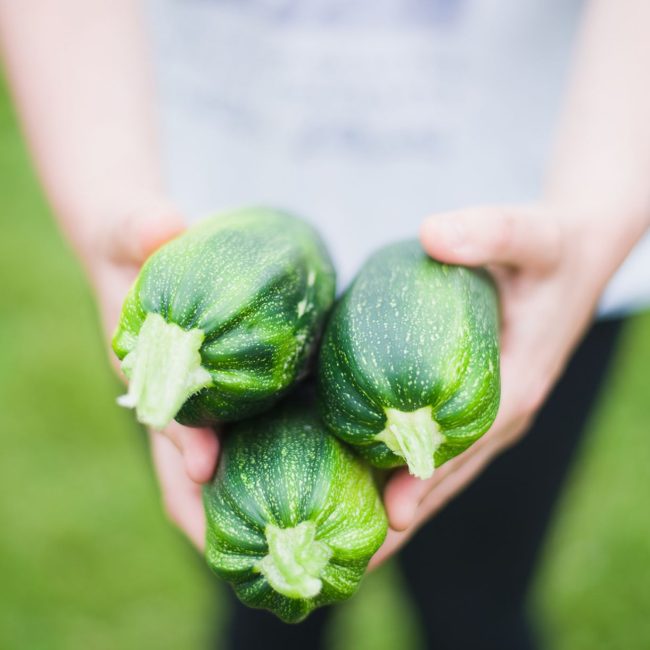 Mains tenant des courgettes fraîchement récoltées