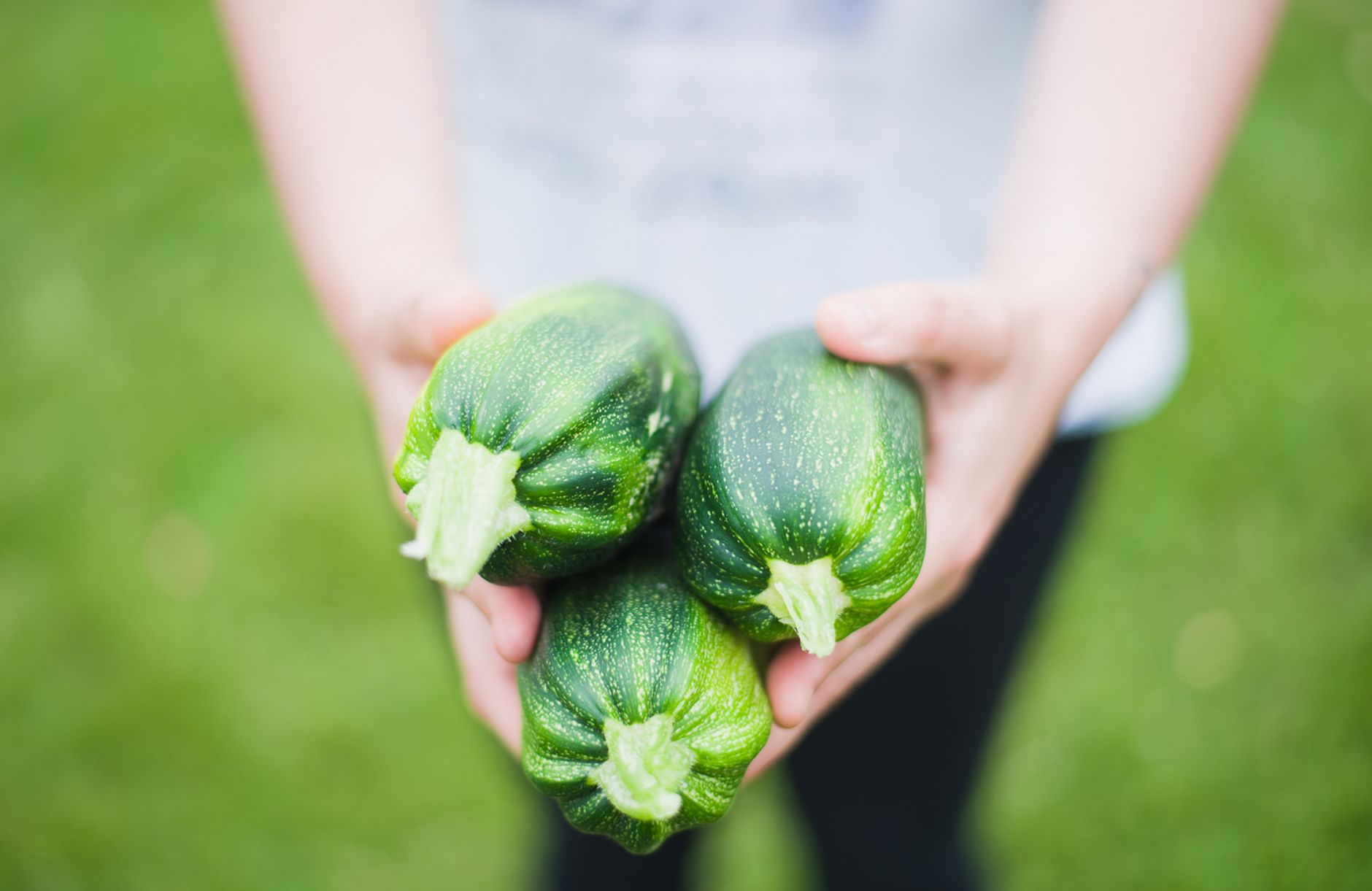 Mains tenant des courgettes fraîchement récoltées