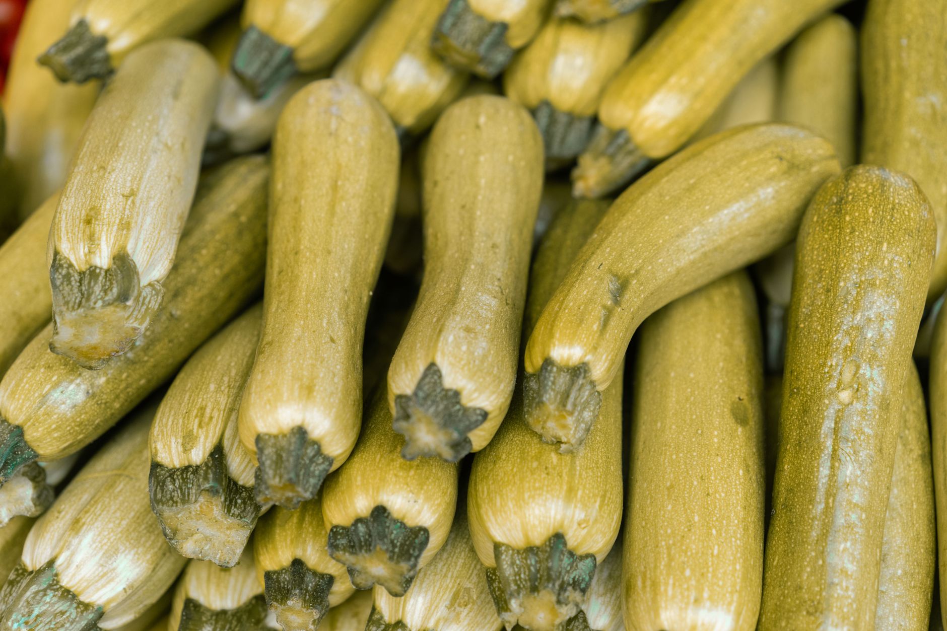 Courgettes vertes en gros plan