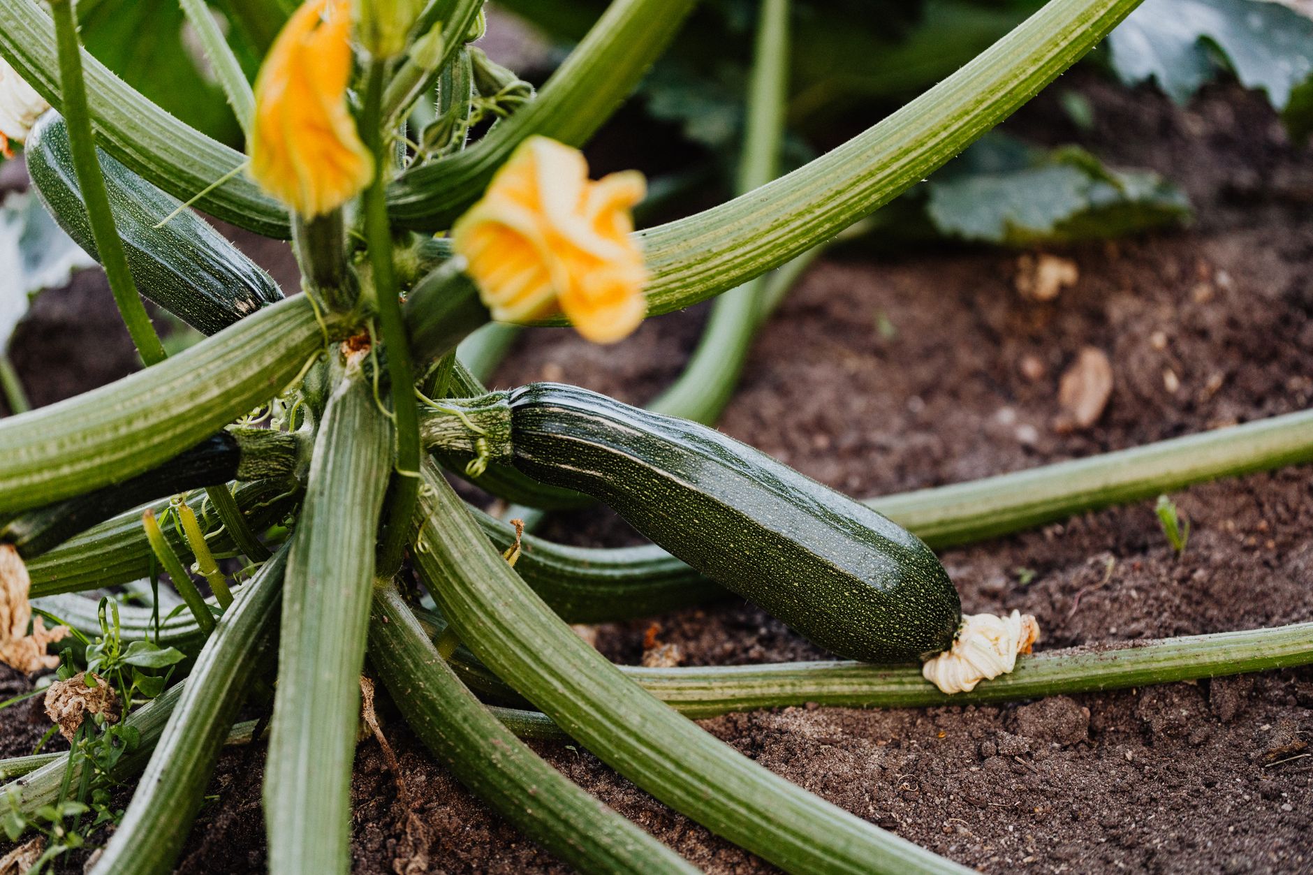 Fleur de courgette ouverte sur un plant sain