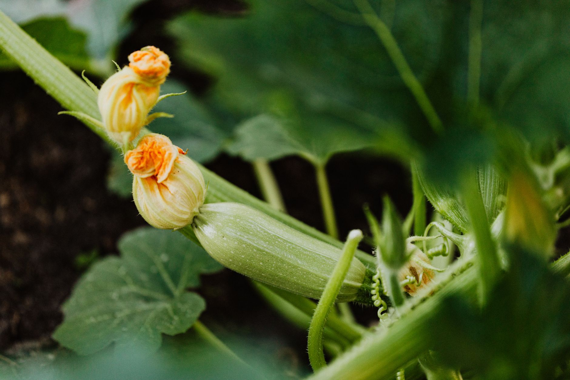 Plant de courgette et fleurs jaunes au potager
