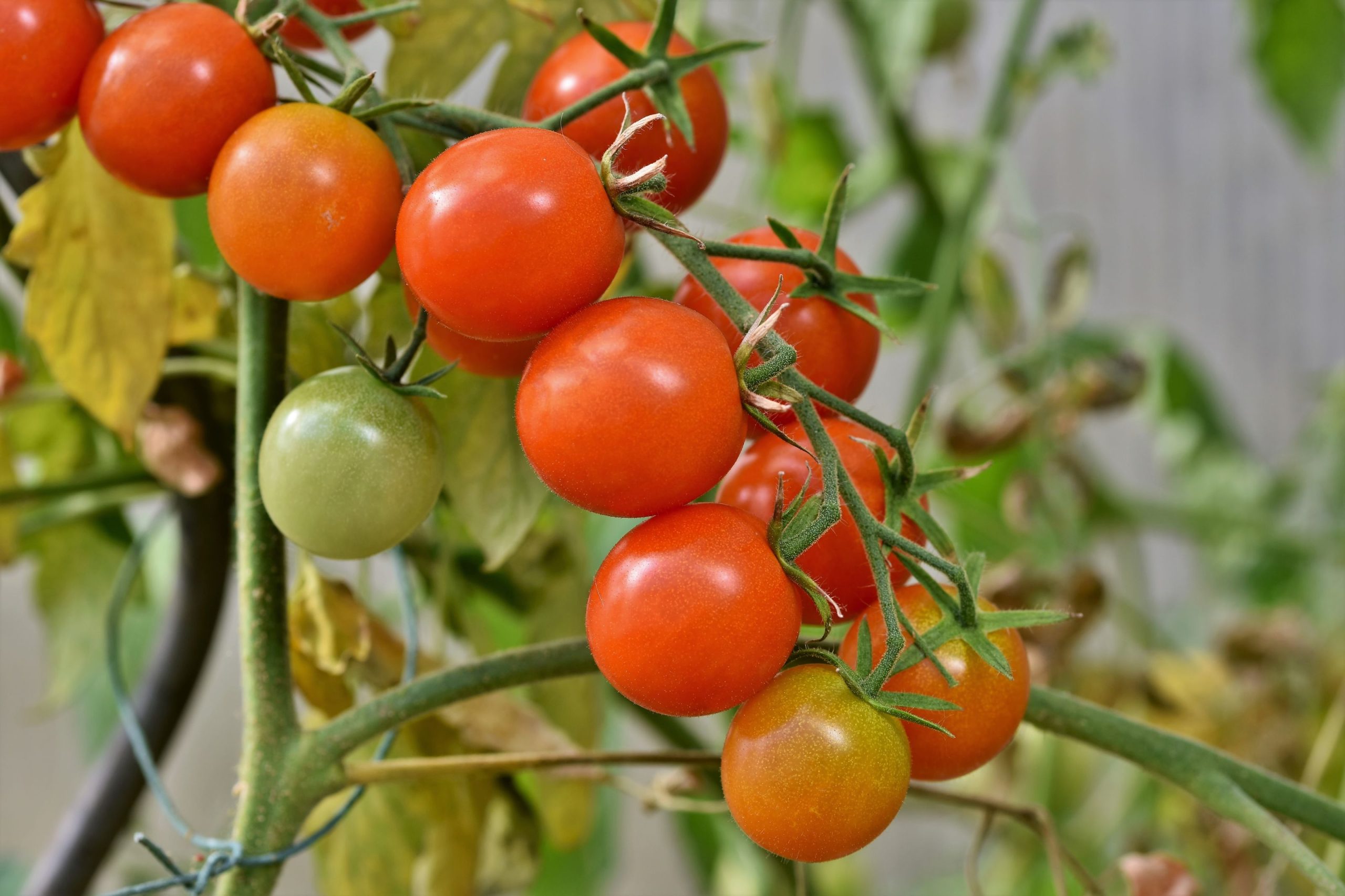 Grappe de tomates cerises mûres