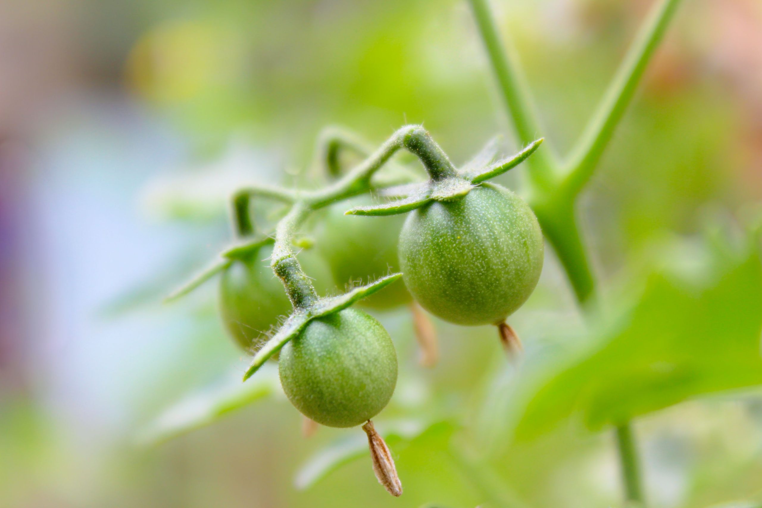 Grappe de tomates cerises vertes sur le plant
