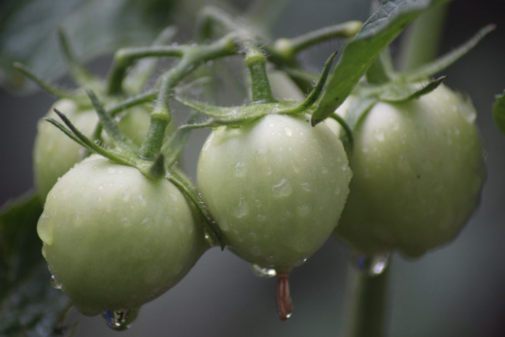 Tomates vertes avec gouttes de rosée