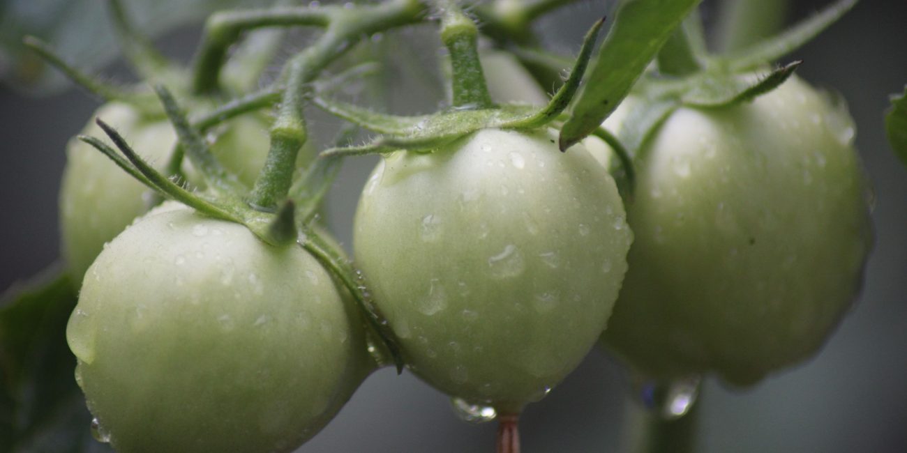 Tomates vertes avec gouttes de rosée