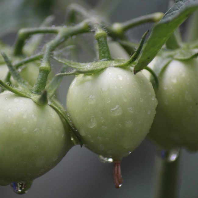 Tomates vertes avec gouttes de rosée
