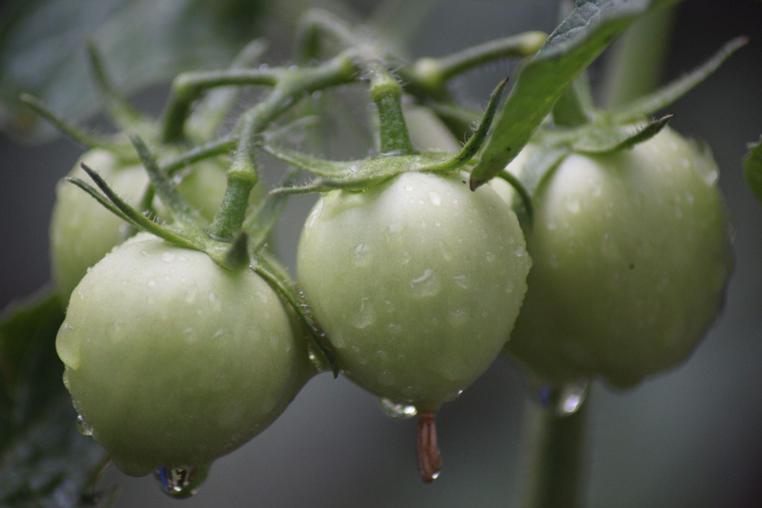Tomates vertes avec gouttes de rosée