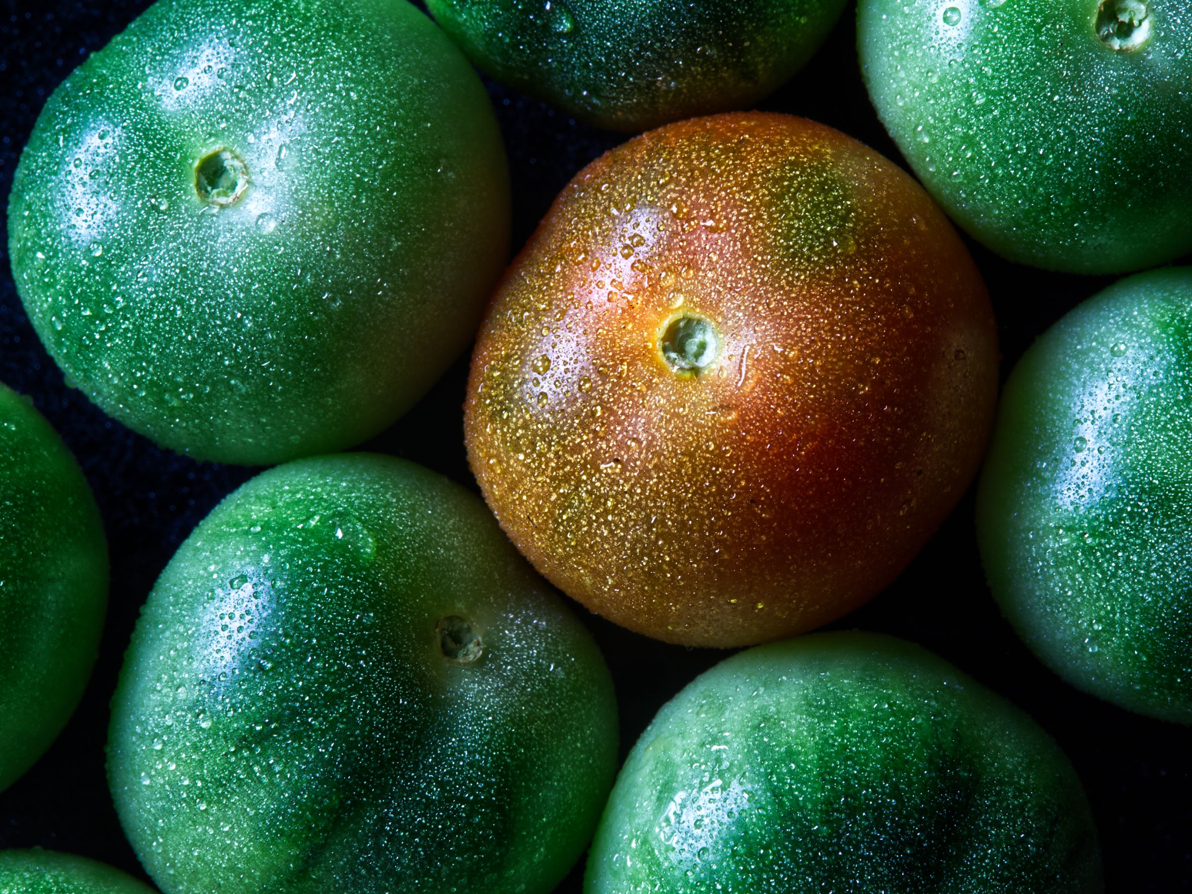 Tomates vertes qui commencent à rougir
